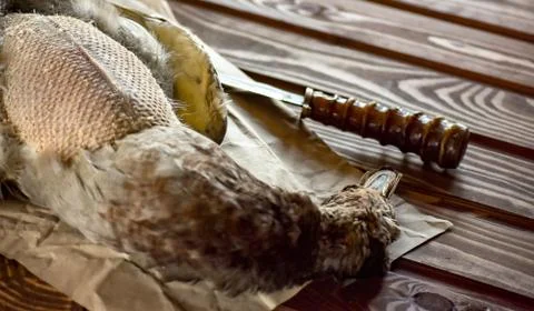 Killed duck before cooking. Stock Photos