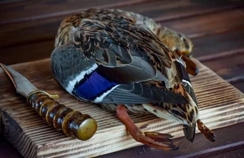 Killed duck before cooking. Stock Photos