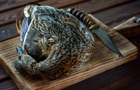 Killed duck before cooking. Stock Photos