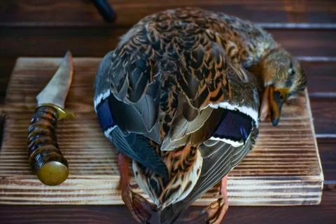 Killed duck before cooking. Stock Photos