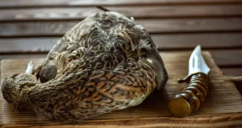 Killed duck before cooking. Stock Photos