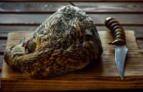 Killed duck before cooking. Stock Photos