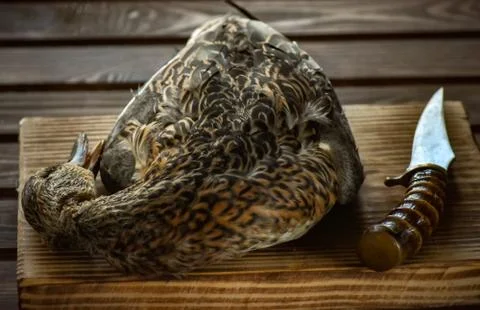Killed duck before cooking. Stock Photos