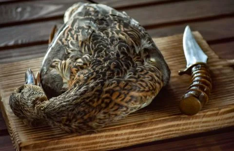 Killed duck before cooking. Stock Photos