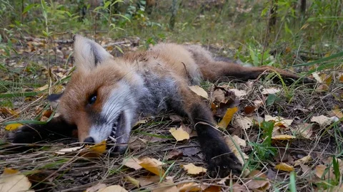 Killed fox in the forest Stock Footage 80354449