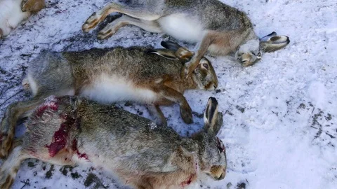 Killed rabbits with bleeding wounds Stock-Footage 78926323
