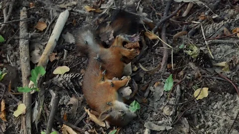 Killed squirrel in the forest. Stock Footage 115237080