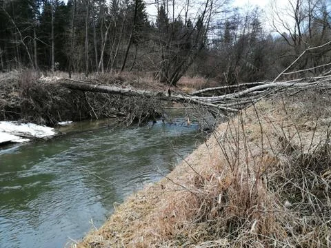 Killed tree upper the RIVER (Serie # 30/39) Stock Photos