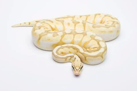 Killer bee butter ball python or royal python (python regius), male Stock Photos
