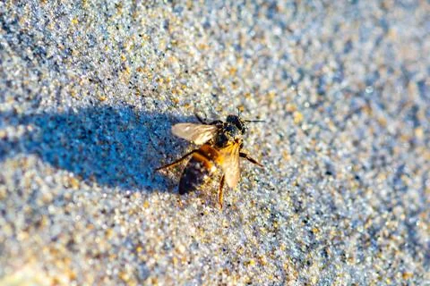 A killer bee on the sandy surface, macro Stock-Fotos