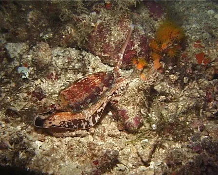 Killer cone snail walking at night, Conus geographus, UP14517 Stock Footage 62181896