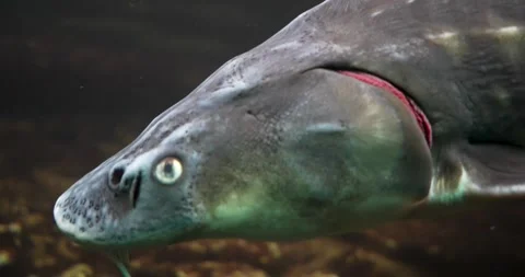 Killer Fish Swimming in Aquatic Environment Stock Footage 285235348