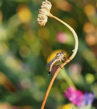 Killer fly warming in the sun. Stock Photos