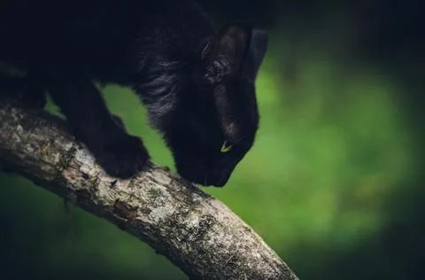 Killer instinct of a cat, crouch down and inching towards its prey, climb dow Stock Photos