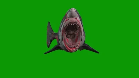 A killer Shark angry scene 3D rendering animation on green screen Stock Footage 308004721