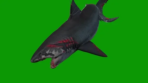 A killer Shark death scene 3D rendering animation on green screen Stock Footage 308004760