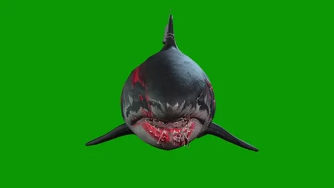 A killer Shark idle scene 3D rendering animation on green screen Stock Footage 308004766