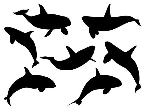 KILLER SHARK SILHOUETTE VECTOR ART Stock Illustration