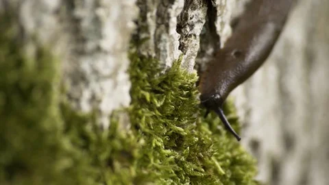 Killer Slug On Green Moss Macro 4K 03 Stock-Footage 85260055