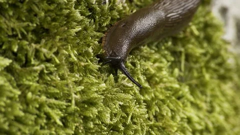 Killer Slug On Green Moss Macro 4K 06 Stockbeeldmateriaal 85260118