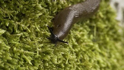 Killer Slug Moving On Green MossMacro 4K 05 Stockbeeldmateriaal 85260127