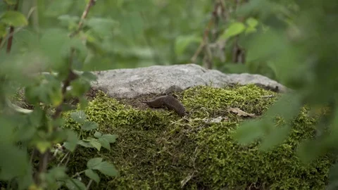 Killer Slug On a Rock Macro 4K Stockbeeldmateriaal 85260097