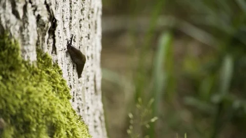 Killer Slug On Tree Macro 4K 01 Stockbeeldmateriaal 85230940