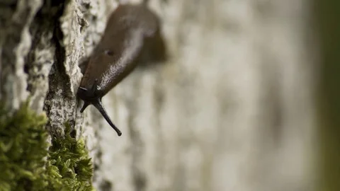 Killer Slug On Tree Macro 4K 02 Stock-Footage 85260027
