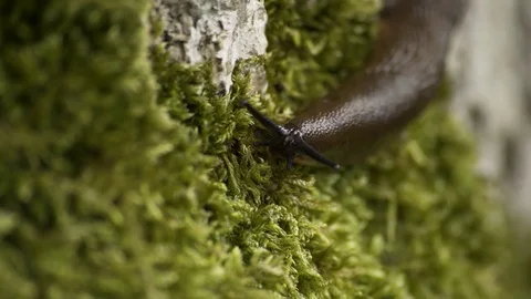 Killer Slug On Tree Moss Macro 4K 04 Stock-Footage 85260050