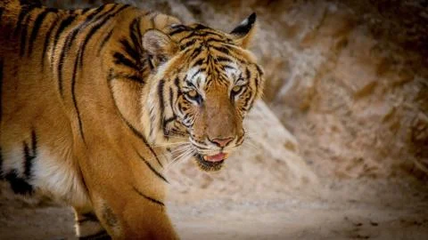 The Killer Stare-The Royal bengal tiger Stock Photos