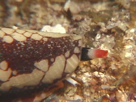 Killer textile cone snail sniffing at night, Conus textile, UP7564 Stock Footage 38459706