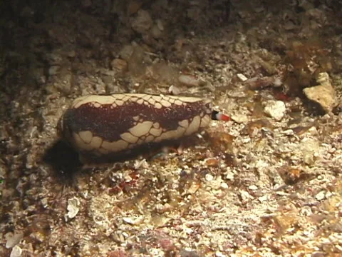 Killer textile cone snail sniffing at night, Conus textile, UP7565 Stock Footage 38459729
