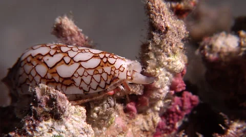 Killer textile cone snail sniffing on rubble at night, Conus textile, HD, Stock Footage 62252012