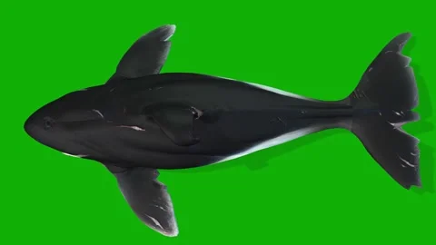 Killer Whale 3d Model Swimming From Sky Stock Video Pond5