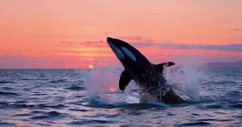 Killer whale aka Orca leaping from sunset ocean water with splashes Stock Footage 280836441