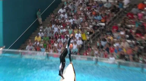 Killer Whale and its Trainer Jumping Out of the Water at Seaworld Stock Footage 24020983