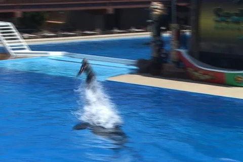 Killer whale and trainer dive Stock Footage 281848
