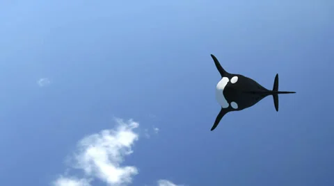 Killer Whale Backflip (with Matte) Stock Footage 33406491
