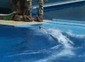 Killer whale belly ride Footage