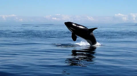 Killer Whale Breach Stock Footage