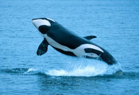 Killer whale breaching 스톡 사진