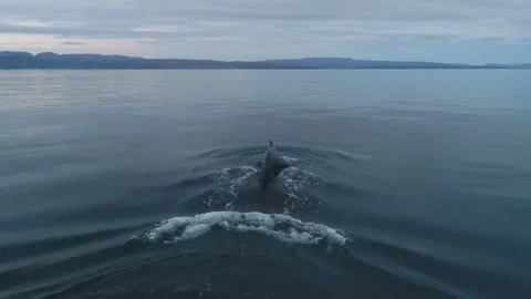 Killer Whale Chasing Small Dolphin Across Open Ocean Video stock 322214621