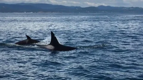Killer Whale Chasing Small Dolphin Across Open Ocean Stock Footage 322215272
