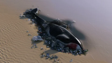 Killer Whale Dead by Ocean Pollution Stock Footage