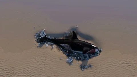 Killer Whale Dead by Ocean Pollution Stock Footage 111535888