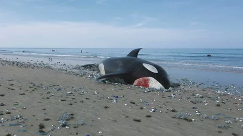 Killer Whale Dead by Ocean Pollution Stock Footage 118422821