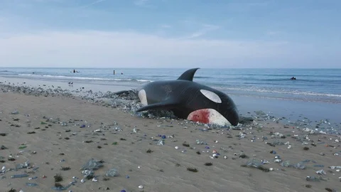 Killer Whale Dead by Ocean Pollution Stock Footage