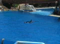 Killer Whale delivers trainer Footage