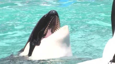 Killer Whale Eats Closeup Stock Footage 59568323