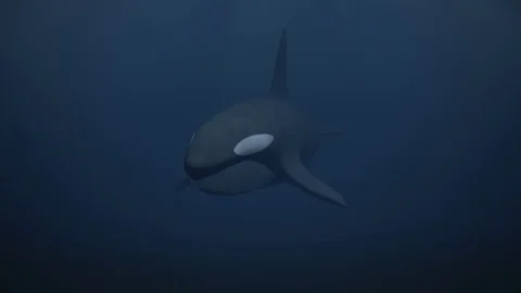 Killer Whale Video stock 76877798